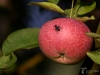 Filename=112_fotowilga~69.JPG
Filesize=243KB
Dimensions=700x525
Date added=Jul 26, 2019 112_fotowilga~69.JPG