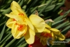 Filename=113_fotowilga~4.JPG
Filesize=118KB
Dimensions=720x493
Date added=May 16, 2014 113_fotowilga~4.JPG