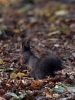 Filename=113_fotowilga~43.JPG
Filesize=287KB
Dimensions=525x700
Date added=Dec 03, 2017 113_fotowilga~43.JPG