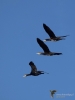Filename=113_fotowilga~44.JPG
Filesize=165KB
Dimensions=525x700
Date added=Dec 08, 2017 113_fotowilga~44.JPG