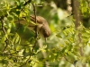 Filename=113_fotowilga~50.JPG
Filesize=290KB
Dimensions=700x525
Date added=Mar 20, 2018 113_fotowilga~50.JPG