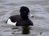 Filename=113_fotowilga~51.JPG
Filesize=222KB
Dimensions=700x525
Date added=Apr 02, 2018 113_fotowilga~51.JPG