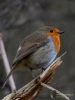 Filename=113_fotowilga~54.JPG
Filesize=238KB
Dimensions=525x700
Date added=May 20, 2019 113_fotowilga~54.JPG