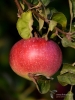 Filename=113_fotowilga~58.JPG
Filesize=271KB
Dimensions=525x700
Date added=Jul 26, 2019 113_fotowilga~58.JPG