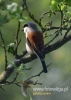 Filename=114_fotowilga~27.JPG
Filesize=57KB
Dimensions=343x480
Date added=Jul 17, 2016 114_fotowilga~27.JPG