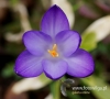 Filename=114_fotowilga~34.JPG
Filesize=70KB
Dimensions=533x480
Date added=Mar 22, 2017 114_fotowilga~34.JPG