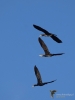 Filename=114_fotowilga~45.JPG
Filesize=160KB
Dimensions=525x700
Date added=Nov 30, 2017 114_fotowilga~45.JPG