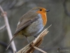 Filename=114_fotowilga~60.JPG
Filesize=237KB
Dimensions=700x525
Date added=Jun 02, 2019 114_fotowilga~60.JPG