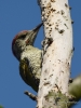 Filename=114_fotowilga~61.JPG
Filesize=275KB
Dimensions=525x700
Date added=Jun 06, 2019 114_fotowilga~61.JPG