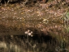 Filename=114_fotowilga~67.JPG
Filesize=424KB
Dimensions=700x525
Date added=Dec 16, 2019 114_fotowilga~67.JPG