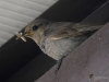 Filename=115_fotowilga~37.JPG
Filesize=241KB
Dimensions=700x525
Date added=Nov 02, 2017 115_fotowilga~37.JPG