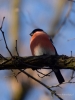 Filename=115_fotowilga~41.JPG
Filesize=235KB
Dimensions=525x700
Date added=Feb 11, 2018 115_fotowilga~41.JPG