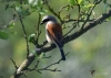 Filename=115_fotowilga~49.JPG
Filesize=232KB
Dimensions=700x500
Date added=Feb 05, 2019 115_fotowilga~49.JPG