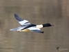 Filename=115_fotowilga~50.JPG
Filesize=240KB
Dimensions=700x525
Date added=Mar 13, 2019 115_fotowilga~50.JPG