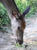 Filename=115_fotowilga~53.JPG
Filesize=325KB
Dimensions=525x700
Date added=Oct 10, 2019 115_fotowilga~53.JPG
