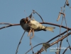 Filename=116_fotowilga~17.JPG
Filesize=86KB
Dimensions=617x480
Date added=Mar 19, 2016 116_fotowilga~17.JPG