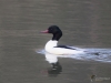 Filename=116_fotowilga~49.JPG
Filesize=216KB
Dimensions=700x525
Date added=Mar 11, 2019 116_fotowilga~49.JPG
