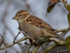 Filename=116_fotowilga~51.JPG
Filesize=245KB
Dimensions=700x525
Date added=May 06, 2019 116_fotowilga~51.JPG