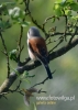 Filename=117_fotowilga~22.JPG
Filesize=59KB
Dimensions=343x480
Date added=Jul 20, 2016 117_fotowilga~22.JPG
