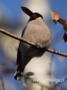 Filename=117_fotowilga~26.JPG
Filesize=49KB
Dimensions=360x480
Date added=Dec 05, 2016 117_fotowilga~26.JPG
