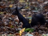 Filename=117_fotowilga~38.JPG
Filesize=291KB
Dimensions=700x525
Date added=Nov 21, 2017 117_fotowilga~38.JPG