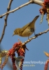 Filename=117_fotowilga~39.JPG
Filesize=76KB
Dimensions=343x480
Date added=Dec 12, 2017 117_fotowilga~39.JPG