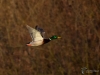 Filename=117_fotowilga~43.JPG
Filesize=219KB
Dimensions=700x525
Date added=Jan 28, 2019 117_fotowilga~43.JPG
