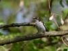 Filename=117_fotowilga~45.JPG
Filesize=249KB
Dimensions=700x525
Date added=Mar 01, 2019 117_fotowilga~45.JPG