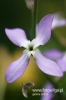 Filename=118_fotowilga~0.JPG
Filesize=72KB
Dimensions=360x540
Date added=Oct 27, 2012 118_fotowilga~0.JPG