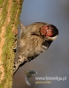 118_fotowilga~15.JPG