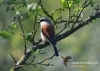 Filename=118_fotowilga~27.JPG
Filesize=82KB
Dimensions=640x457
Date added=Jul 21, 2016 118_fotowilga~27.JPG