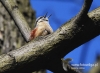 Filename=118_fotowilga~34.JPG
Filesize=100KB
Dimensions=640x469
Date added=Apr 03, 2017 118_fotowilga~34.JPG
