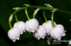 Filename=118_fotowilga~4.JPG
Filesize=103KB
Dimensions=720x480
Date added=Jun 17, 2013 118_fotowilga~4.JPG
