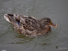 Filename=118_fotowilga~43.JPG
Filesize=253KB
Dimensions=700x525
Date added=Dec 11, 2017 118_fotowilga~43.JPG