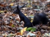Filename=118_fotowilga~45.JPG
Filesize=323KB
Dimensions=700x525
Date added=Dec 24, 2017 118_fotowilga~45.JPG