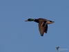Filename=118_fotowilga~52.JPG
Filesize=167KB
Dimensions=700x525
Date added=Jan 23, 2019 118_fotowilga~52.JPG