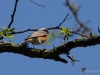 Filename=118_fotowilga~54.JPG
Filesize=230KB
Dimensions=700x525
Date added=Mar 08, 2019 118_fotowilga~54.JPG