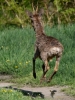 Filename=118_fotowilga~56.JPG
Filesize=311KB
Dimensions=525x700
Date added=Jun 11, 2019 118_fotowilga~56.JPG
