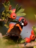 Filename=118_fotowilga~57.JPG
Filesize=266KB
Dimensions=525x700
Date added=Aug 07, 2019 118_fotowilga~57.JPG