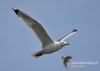 Filename=119_fotowilga~30.JPG
Filesize=54KB
Dimensions=640x457
Date added=May 16, 2016 119_fotowilga~30.JPG