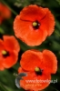 Filename=119_fotowilga~36.JPG
Filesize=55KB
Dimensions=320x480
Date added=Nov 26, 2016 119_fotowilga~36.JPG