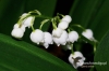 Filename=119_fotowilga~4.JPG
Filesize=103KB
Dimensions=720x480
Date added=Jun 18, 2013 119_fotowilga~4.JPG