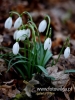 Filename=119_fotowilga~40.JPG
Filesize=66KB
Dimensions=360x480
Date added=Mar 07, 2017 119_fotowilga~40.JPG