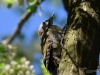 Filename=119_fotowilga~44.JPG
Filesize=258KB
Dimensions=700x525
Date added=Jun 12, 2017 119_fotowilga~44.JPG