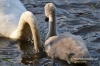 119_fotowilga~5.JPG