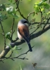 Filename=119_fotowilga~62.JPG
Filesize=239KB
Dimensions=499x700
Date added=Feb 09, 2019 119_fotowilga~62.JPG