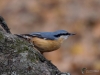 Filename=119_fotowilga~63.JPG
Filesize=254KB
Dimensions=700x525
Date added=Feb 11, 2019 119_fotowilga~63.JPG