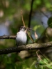 Filename=119_fotowilga~64.JPG
Filesize=233KB
Dimensions=525x700
Date added=Feb 25, 2019 119_fotowilga~64.JPG