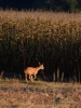 Filename=119_fotowilga~68.JPG
Filesize=320KB
Dimensions=525x700
Date added=Nov 28, 2019 119_fotowilga~68.JPG
