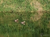 Filename=119_fotowilga~69.JPG
Filesize=435KB
Dimensions=700x525
Date added=Dec 16, 2019 119_fotowilga~69.JPG